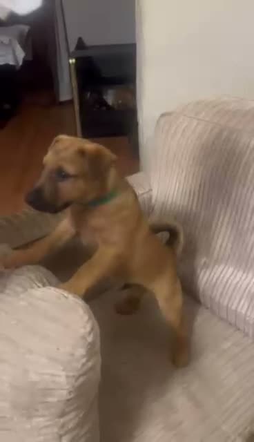 Mixed Breed dogs for sale: Lakeland terrier x jack russell pups 3 male  - Video 1