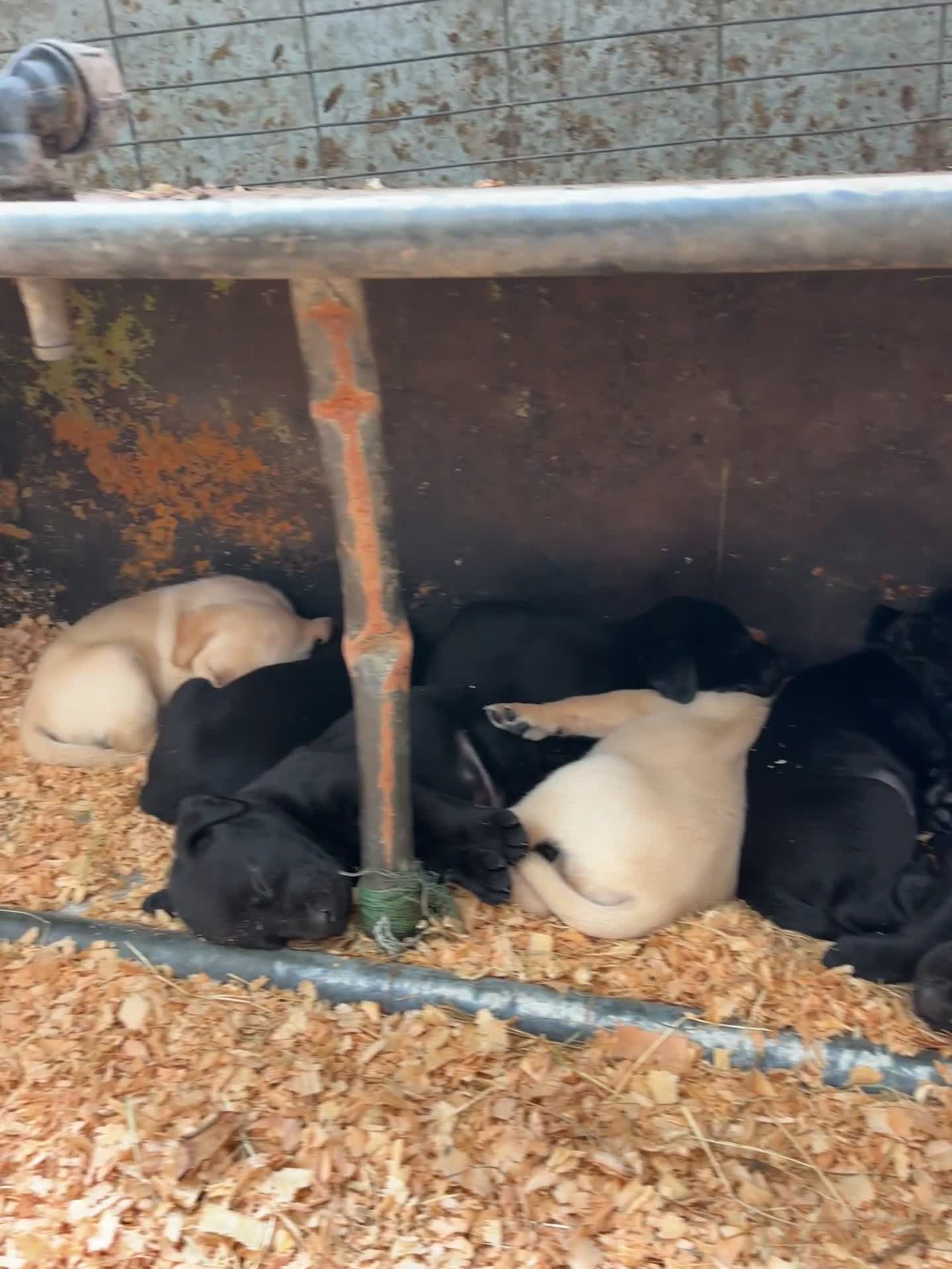 Labrador Retriever dogs for sale: KC Registered Black & Yellow Labrador Puppies - Video 1