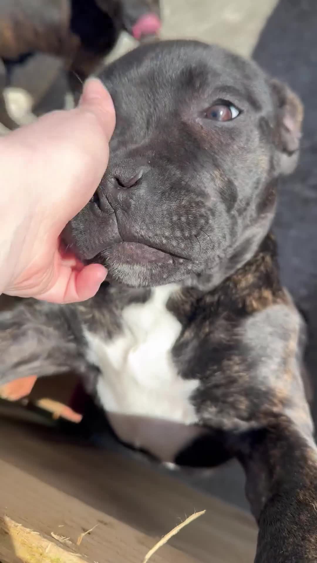 Staffordshire Bull Terrier dogs for sale: 3 Staffordshire pups - Video 1