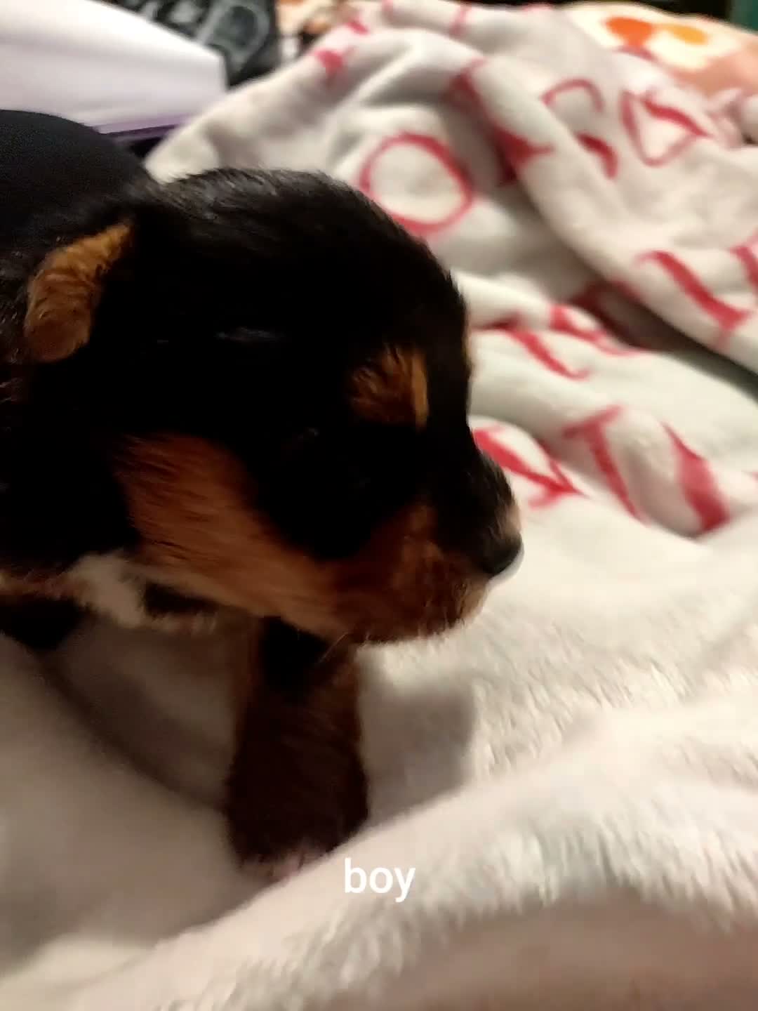 Mixed Breed dogs for sale: Jack Russell - mini Yorkie pups for sale - Video 4