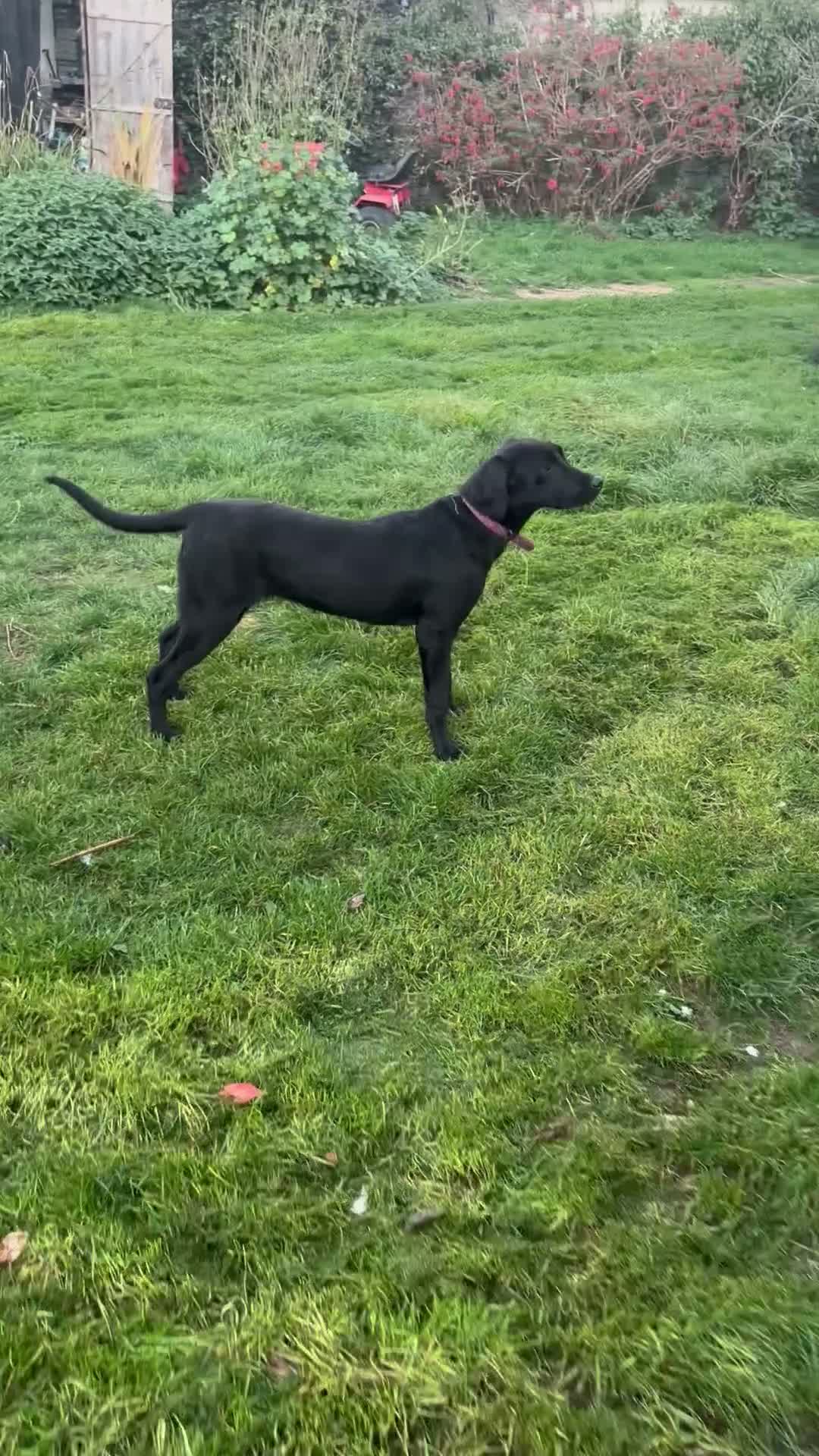 Labrador Retriever dogs for sale: BLACK FEMALE LABRADOR  - Video 1