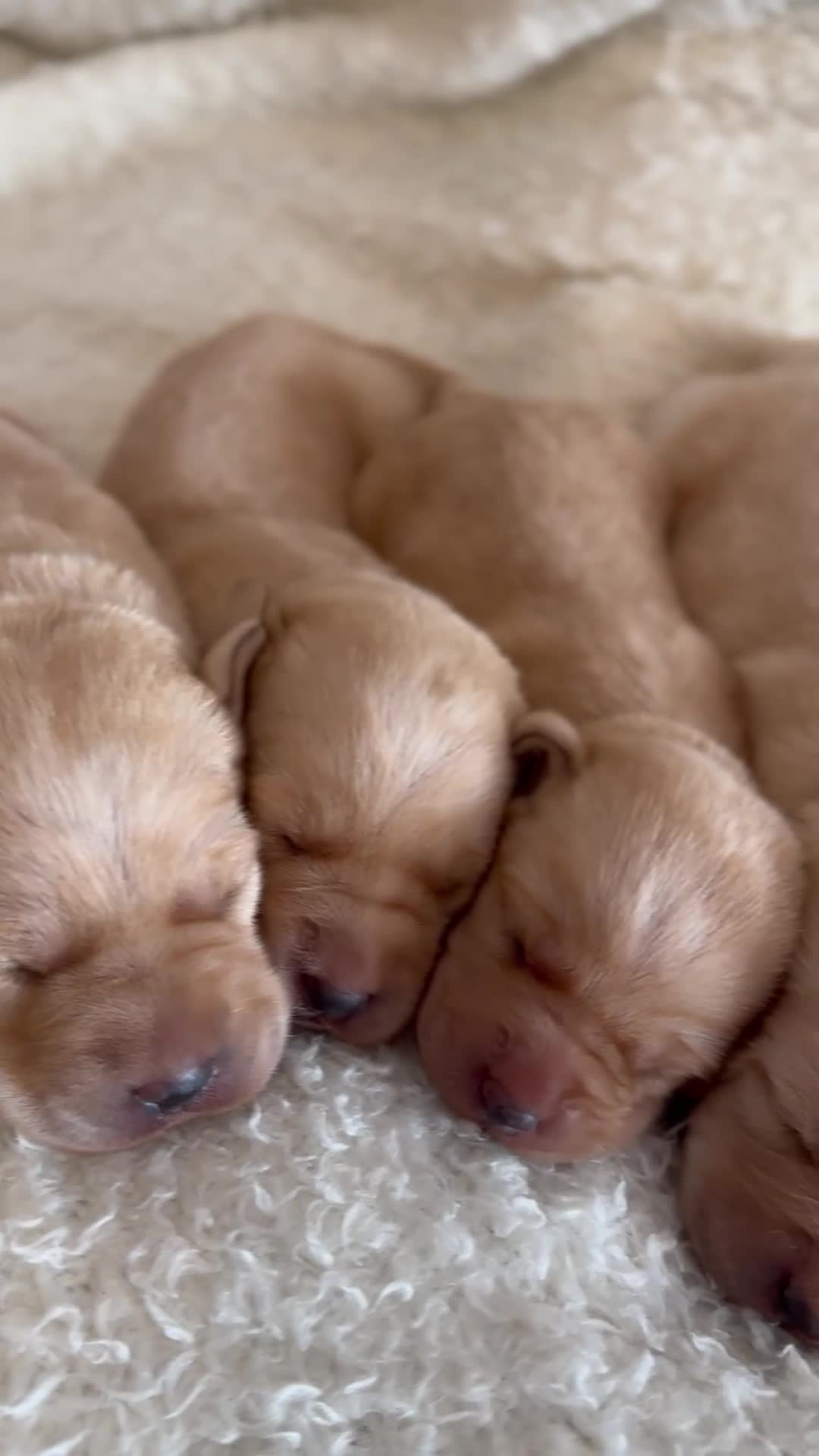 Labrador Retriever dogs for sale: 5 🌟 KC fully health tested FTCH lines, calm Labs  - Video 3