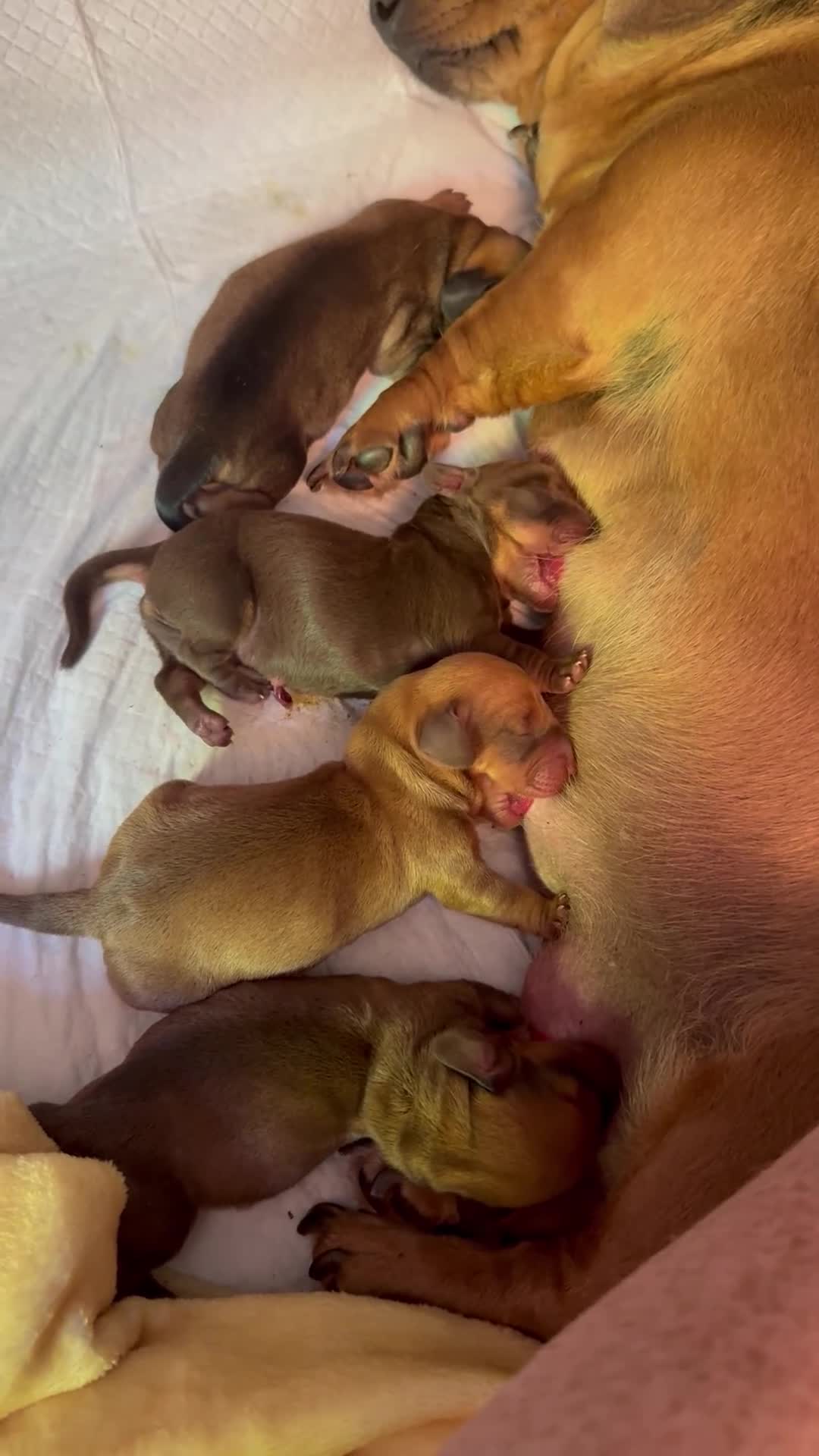 Miniature Dachshund dogs for sale: Miniature short-haired Dachshund in Bury Saint Edmunds - Video 1