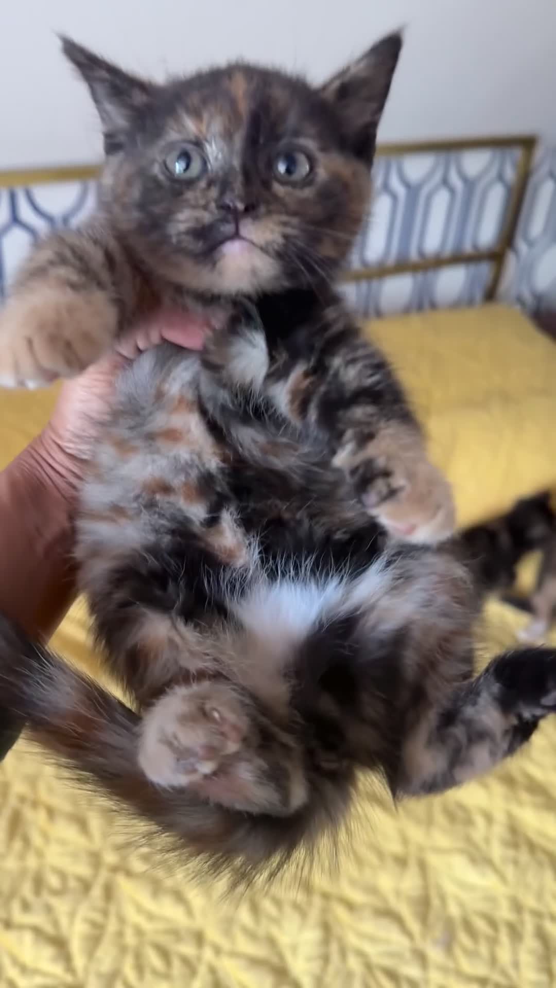 British Shorthair cats for sale: Pure British Shorthair Kittens Ready Now! - Video 4