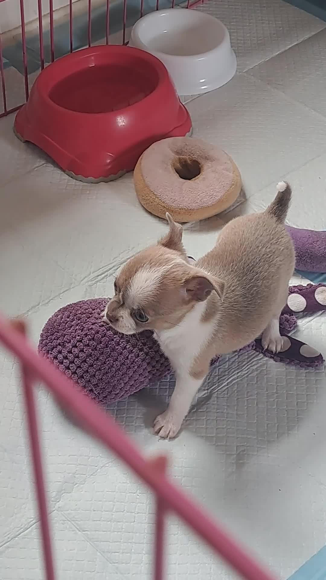 Chihuahua dogs for sale: Chihuahua Puppies  in Norwich - Video 3