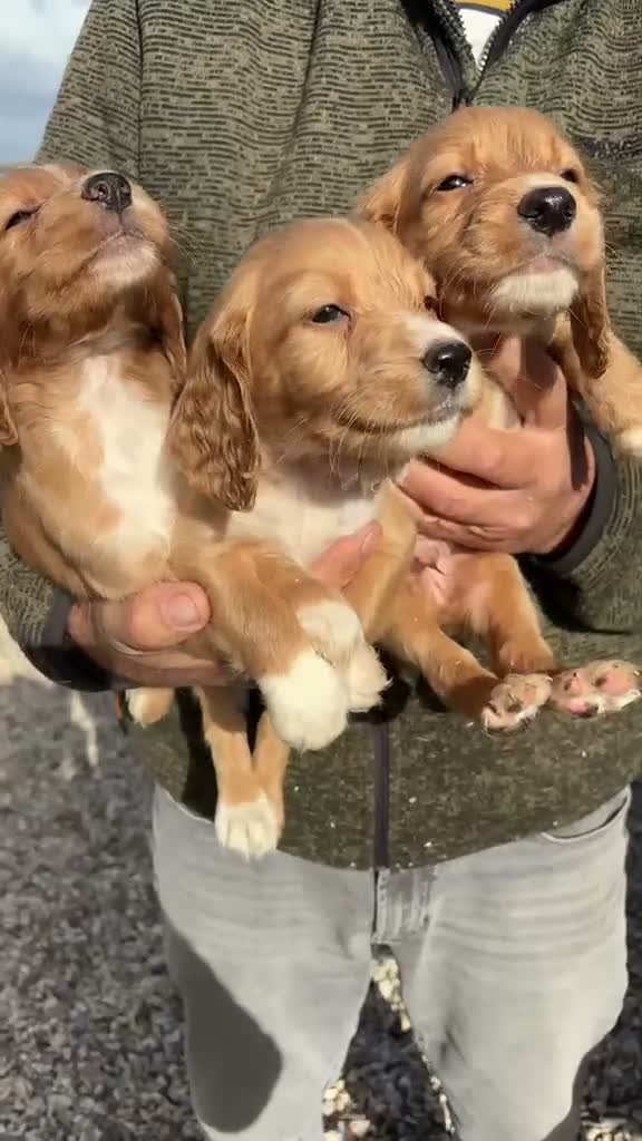 Cocker Spaniel dogs for sale: Working Cocker spaniel puppies  - Video 1