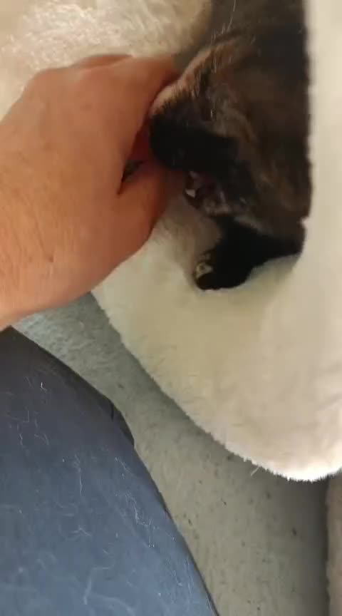 European cats for adoption: Tortoiseshell female Kitten - Video 3