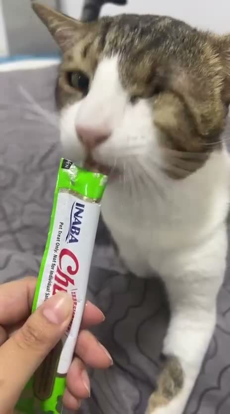 Arabian Mau cats for sale: Beautiful Tito looking for his family 😻 - Video 4