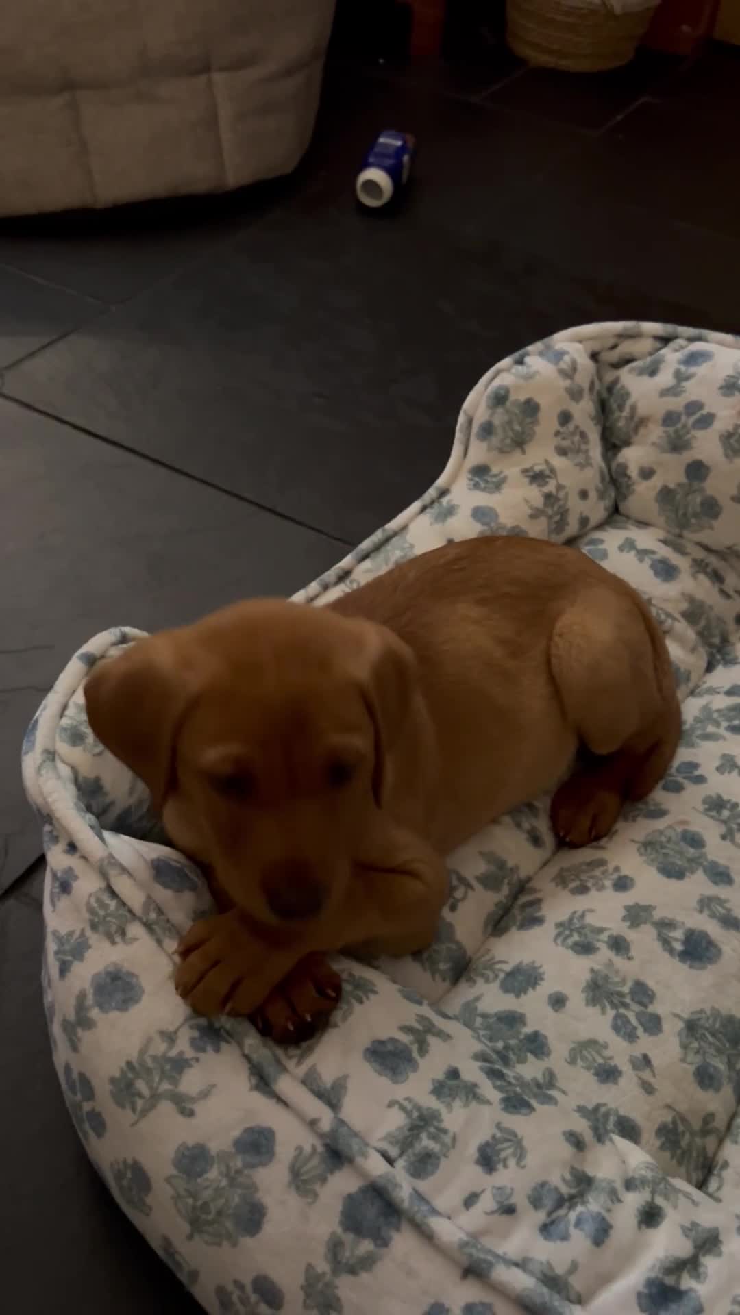 Labrador Retriever dogs for sale: Red fox lab puppy  - Video 1