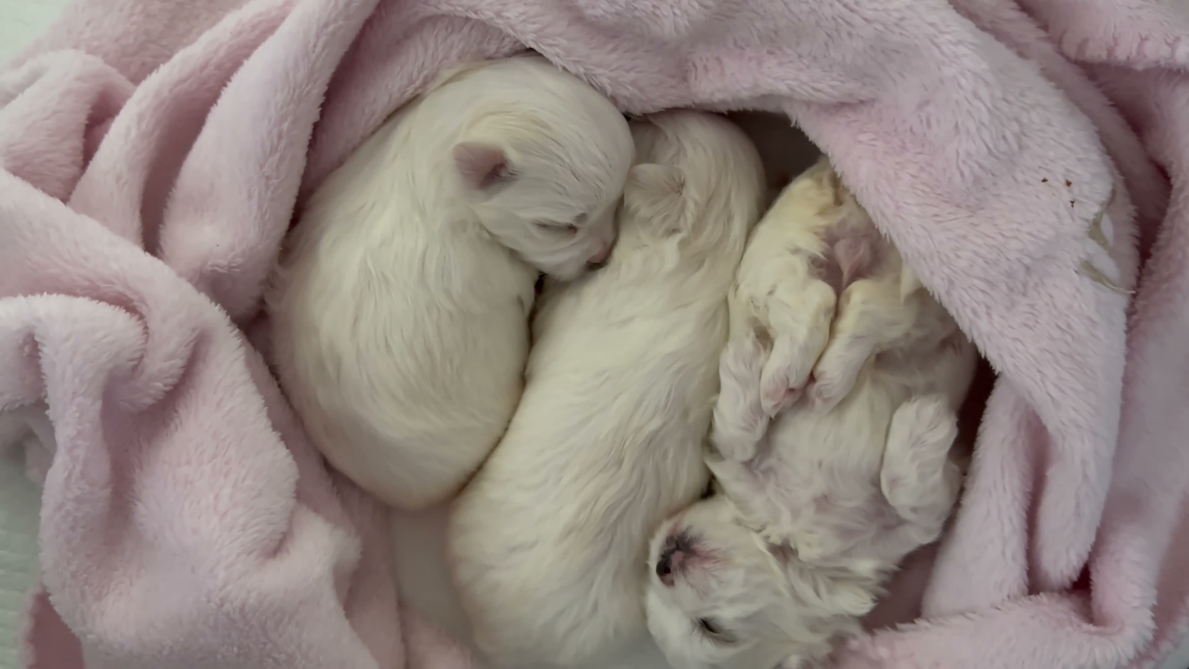 Maltese dogs for sale: Beautiful KC Maltese puppies - Video 1