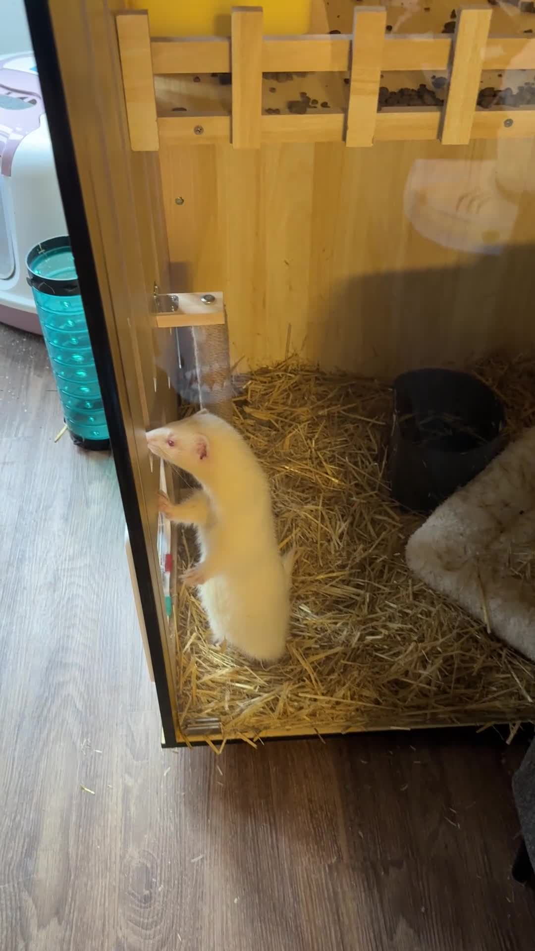 Ferret rodents for sale: Lovely ferrets for rehoming - Video 2