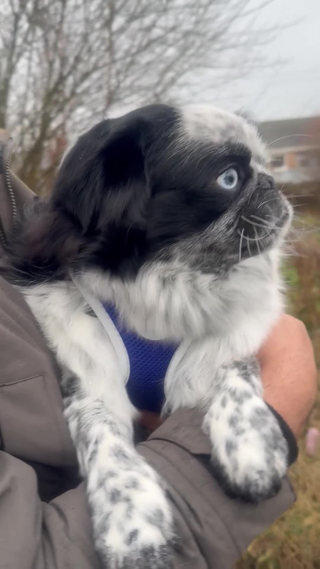 Pug dogs for stud: Gorgeous one of a kind full fluffy panda pug! - Video 1