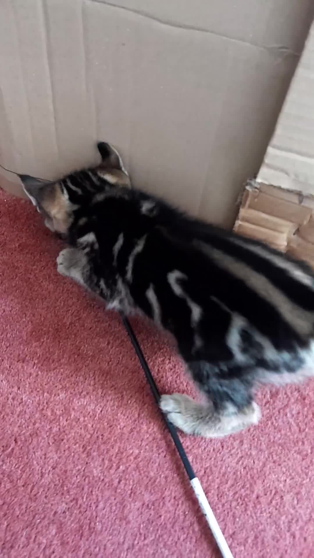 Savannah cats for sale: Top Pedigree Tica Reg F5 Savannah kittens in Darlington - Video 1