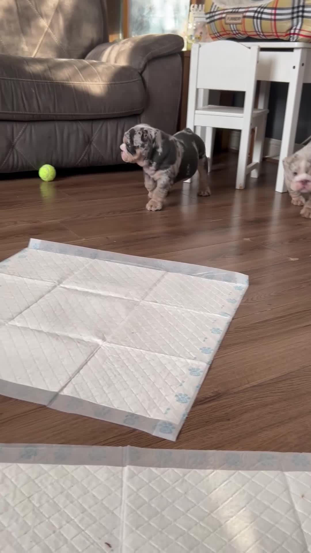 English Bulldog dogs for sale: LAST BOY ENGLISH BULLDOG PUP in South Ockendon - Video 2