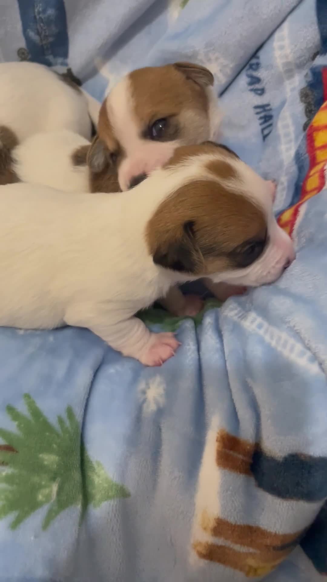 Mixed Breed dogs for sale: Chihuahua x Jack Russell puppies - Video 2