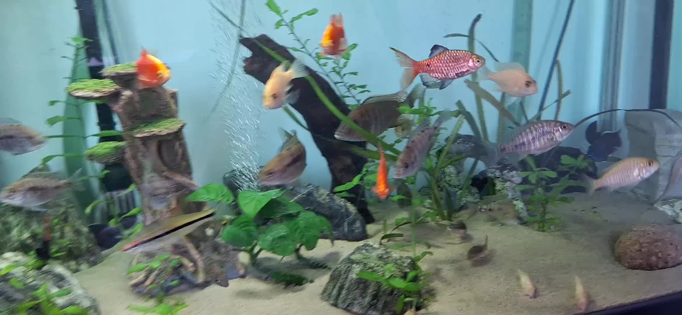Cichlids fish for sale: +-20 Malawi Cichlids 2 different age - Video 2