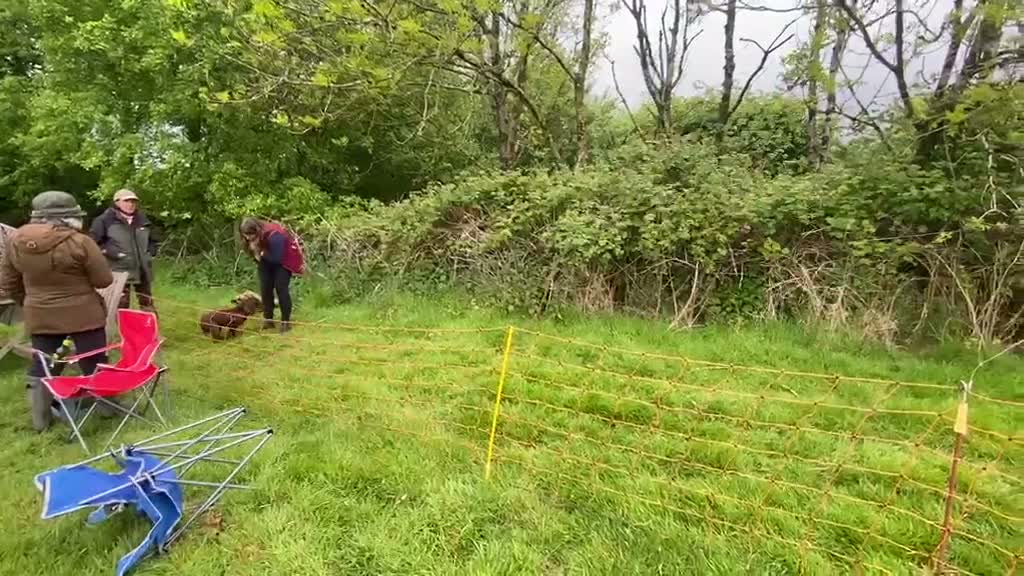 Cocker Spaniel dogs for sale: Gorgeous Working Cocker Spaniel Puppies 🐾 - Video 5