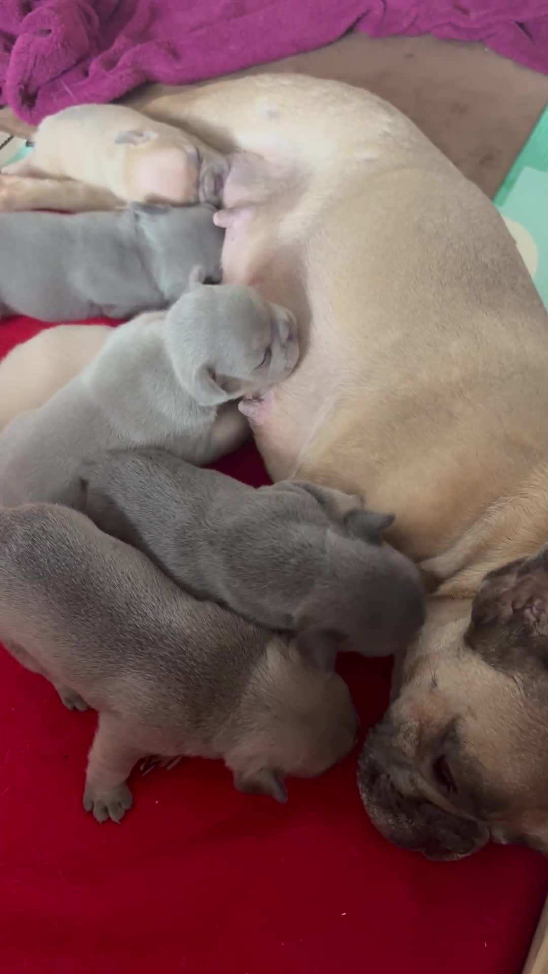 French Bulldog dogs for sale: Last 3 pups available !!Kc French bulldog puppy’s  - Video 1