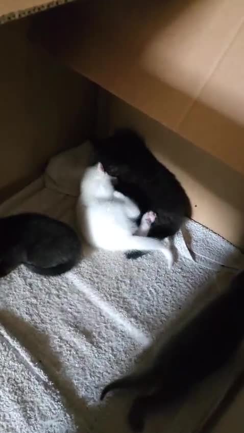 Turkish Angora cats for sale: Turkish Angora kittens - Video 3