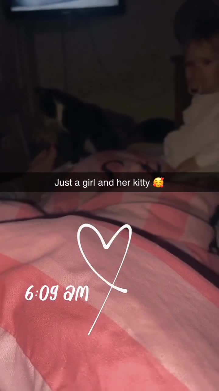 Mixed Breed cats for sale: Beautiful female cat - Video 2