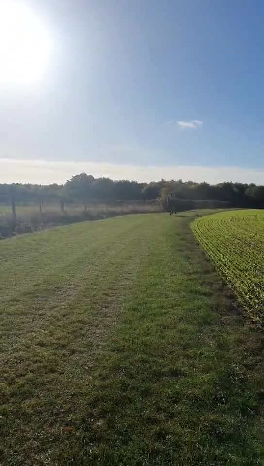 Shire horses for sale: 18.2hh 16yr old TB X Shire gelding - Video 1