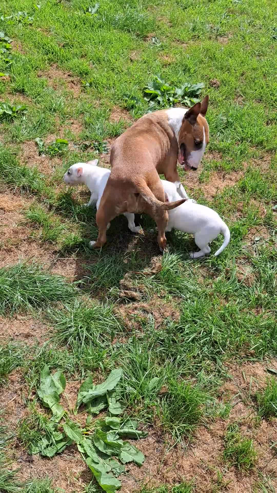 Bull Terrier dogs for sale: 2 female bull terriers ready for new home in Dunfermline - Video 1