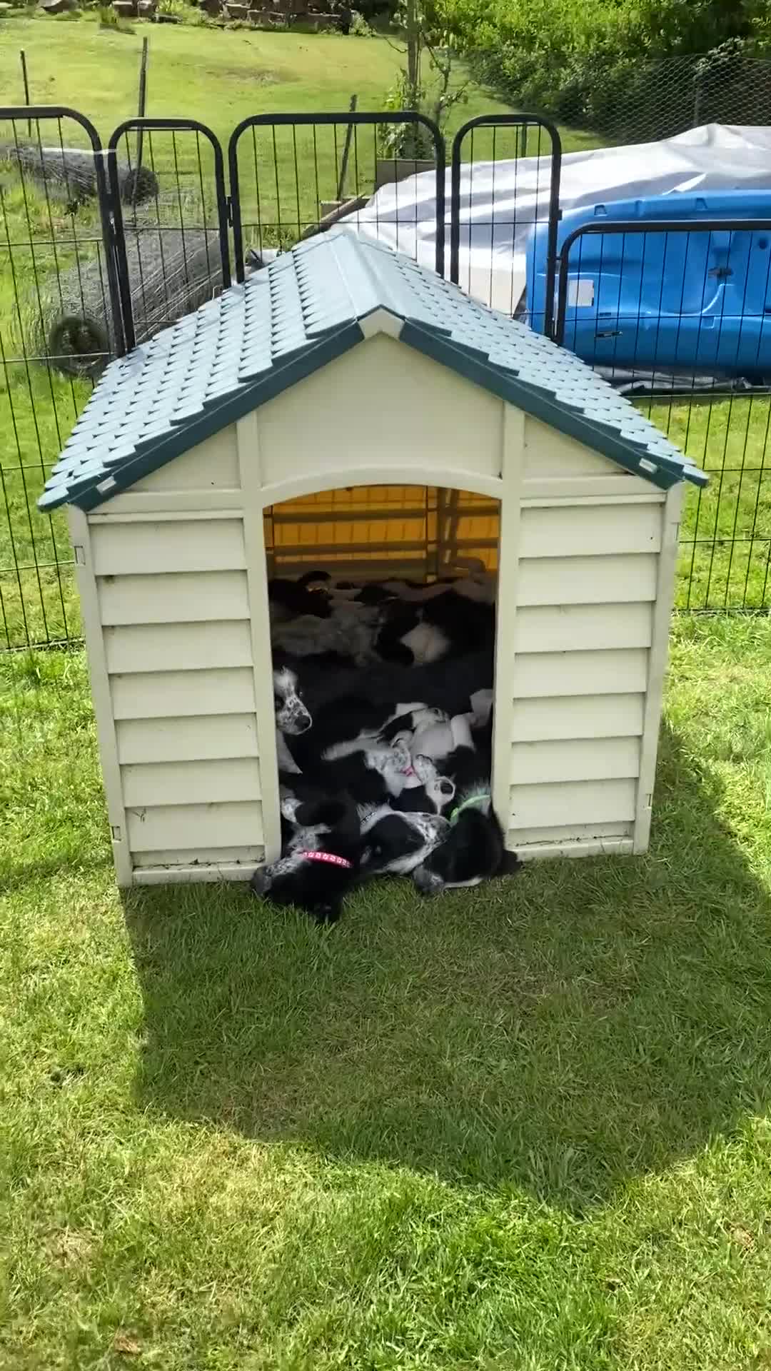 Mixed Breed dogs for sale: Border Collie Cross Pups ready for forever homes in Cairndow - Video 3