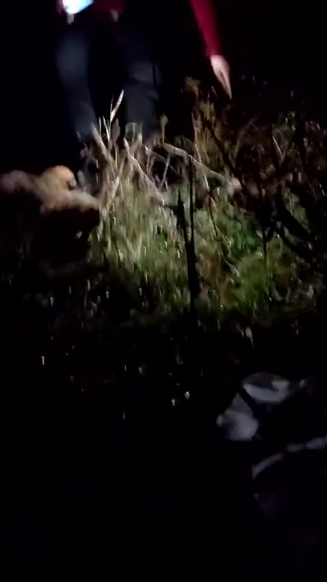 Mixed Breed dogs for adoption: 💛ZINA – The Tiny Miracle Who Refused to Give Up🐾 - Video 1