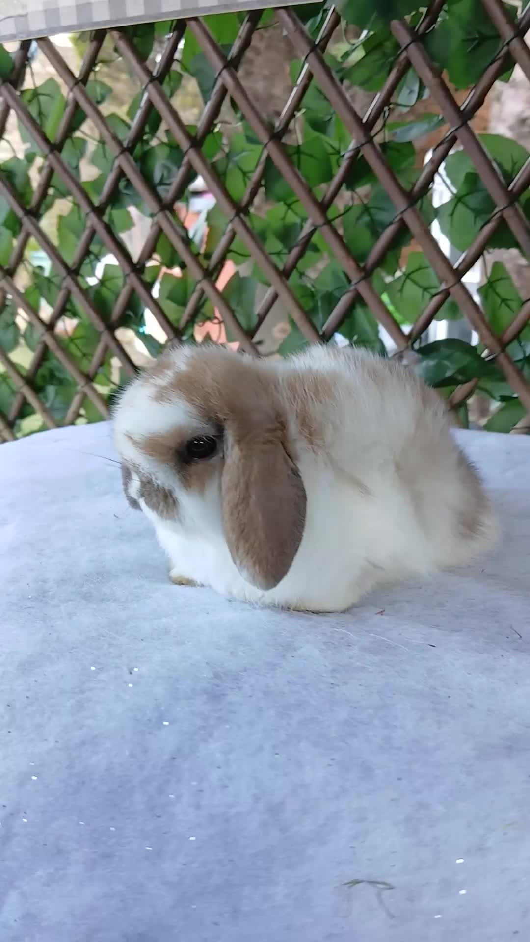 Mini Lop rabbits for sale: ALL REHOMED - Video 1