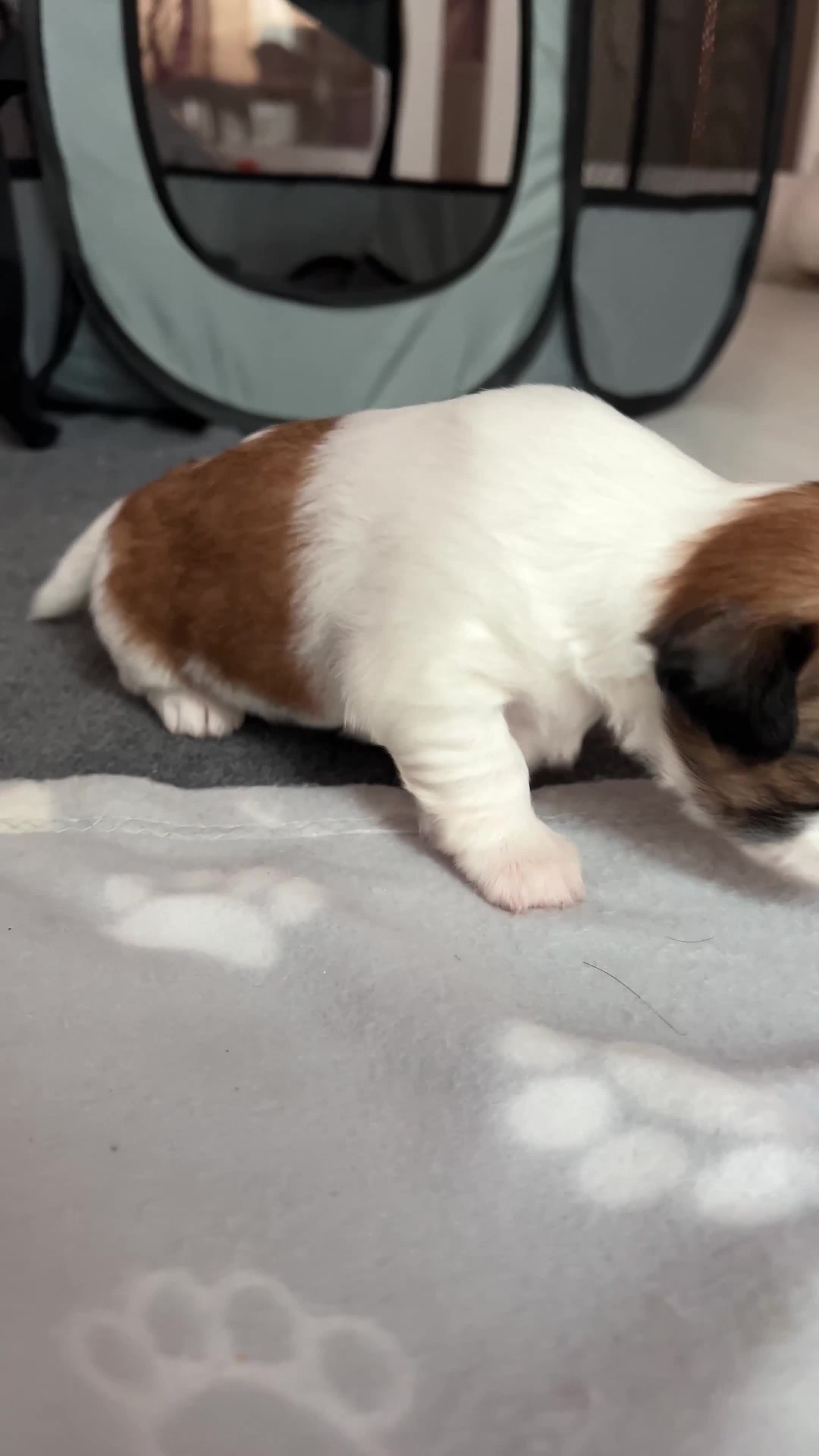 Lhasa Apso dogs for sale: Beautiful Lhasa apso puppies 🐶 *3 pups remaining* - Video 3