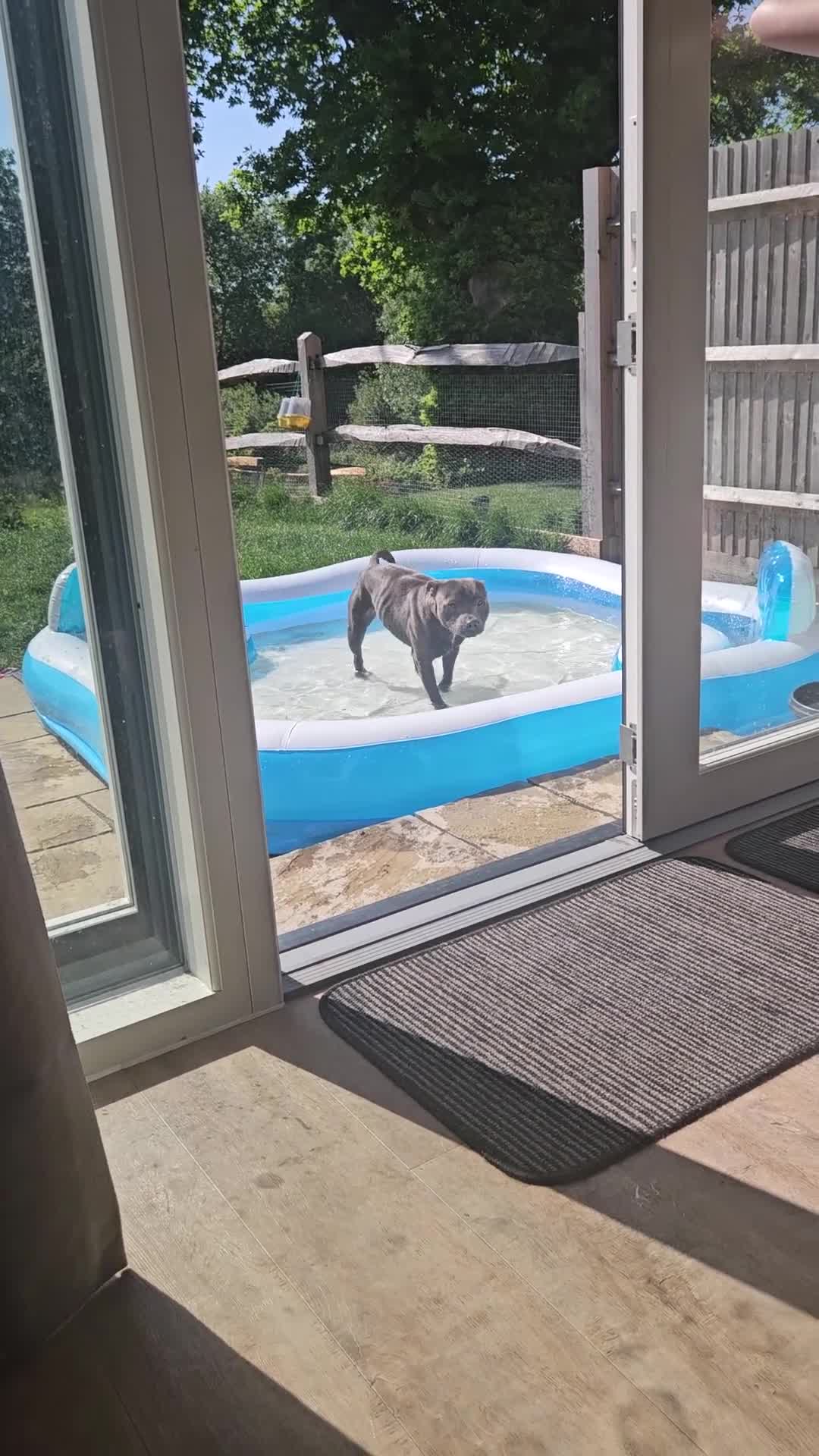 Staffordshire Bull Terrier dogs for stud: Blue staffie up for stud - Video 1