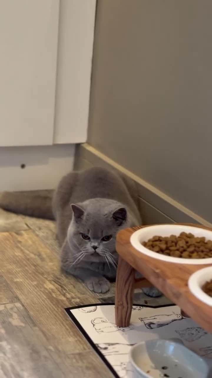 British Shorthair cats for sale: ✨ GCCF BEAUTIFUL KITTENS ✨ - Video 1