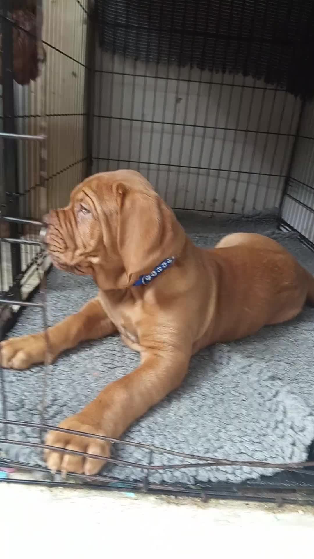 Dogue De Bordeaux dogs for sale: Dogue de Bordeaux puppies - Video 1