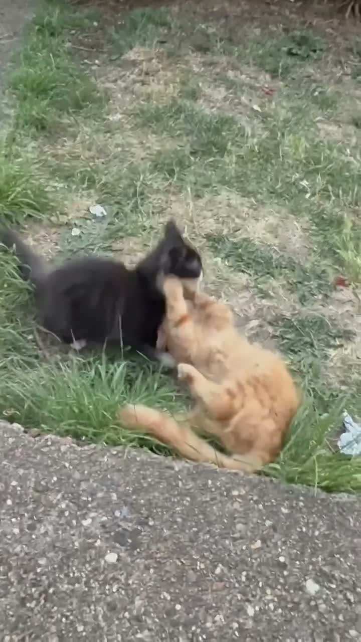 Mixed Breed cats for sale: Mainecoon cross - Video 1