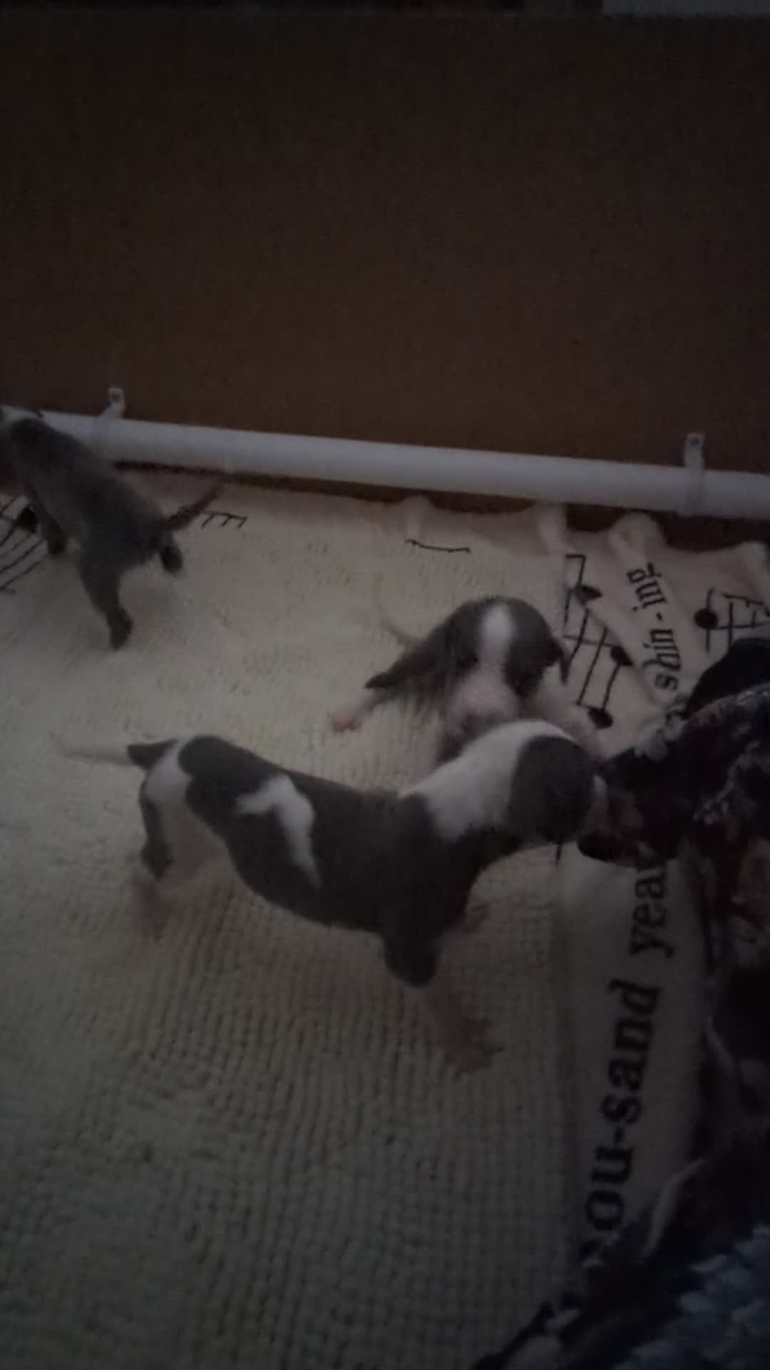 Whippet dogs for sale: Gorgeous KC registered whippet pups in Port Talbot - Video 1
