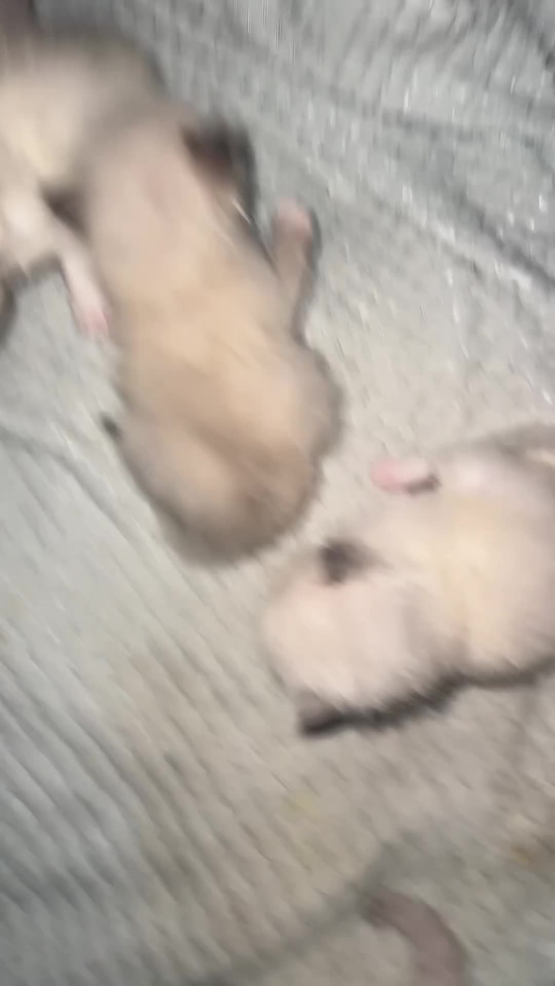 Ragdoll cats for sale: Ragdoll kittens  - Video 3