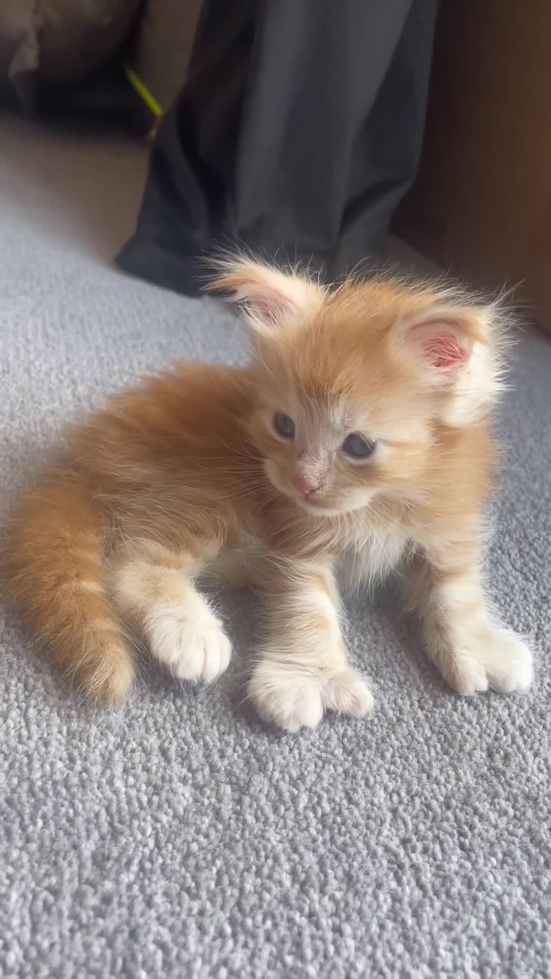 Maine Coon cats for sale: Pure Giant Russian Polydactyl Mainecoon Kittens - Video 2