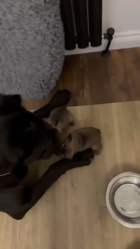 French Bulldog dogs for sale:  🐾 STUNNING KC REG FRENCH BULLDOG PUPPIES  in Livingston - Video 2