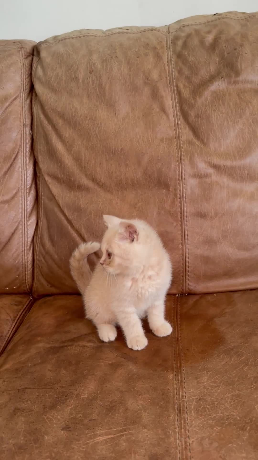 British Shorthair cats for sale: British short hair rainbow 🌈 litter - Video 1
