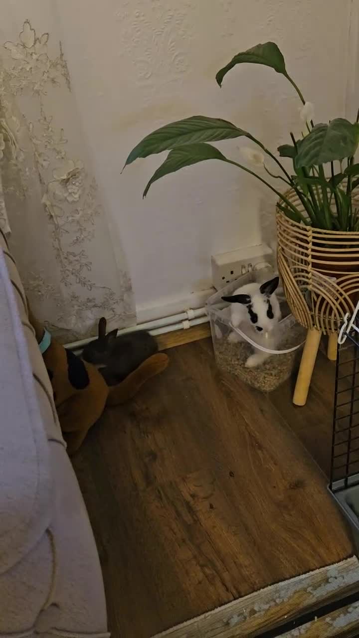 Mixed Breed rabbits for sale: They are mix rex and Dutch  - Video 1