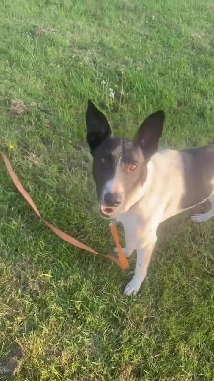 Mixed Breed dogs for adoption: WILF-1 yr old,  Mix Breed Boy with incredible ears in Hungerford - Video 4