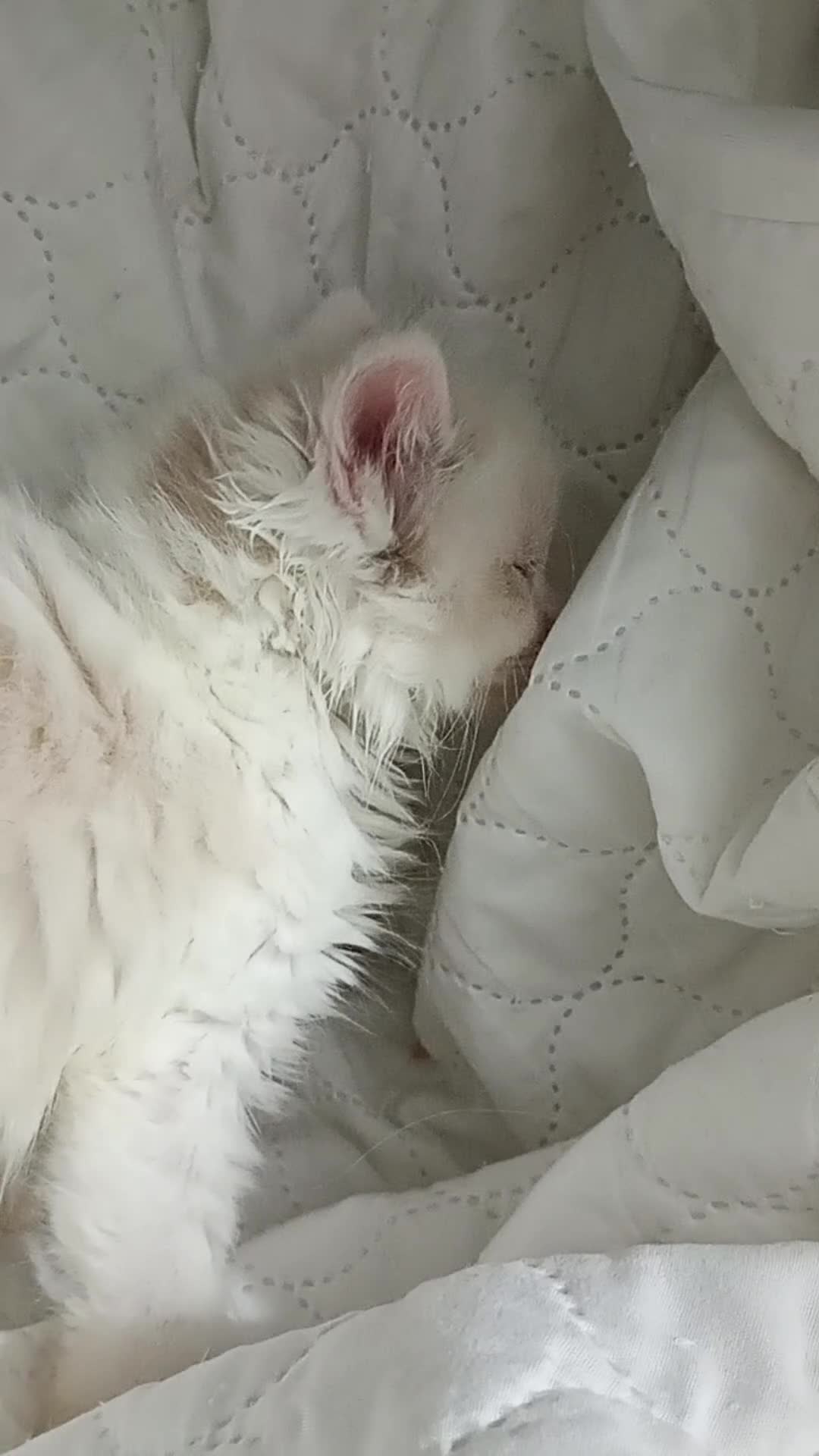 Ragdoll cats for sale: Beautiful full ragdoll kittens £695 - Video 2