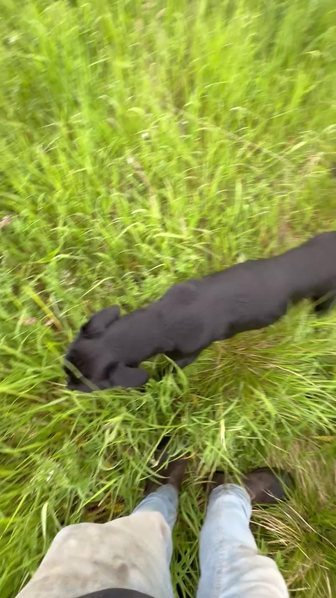 Labrador Retriever dogs for sale: Well trained 10month girl in Seaham - Video 1