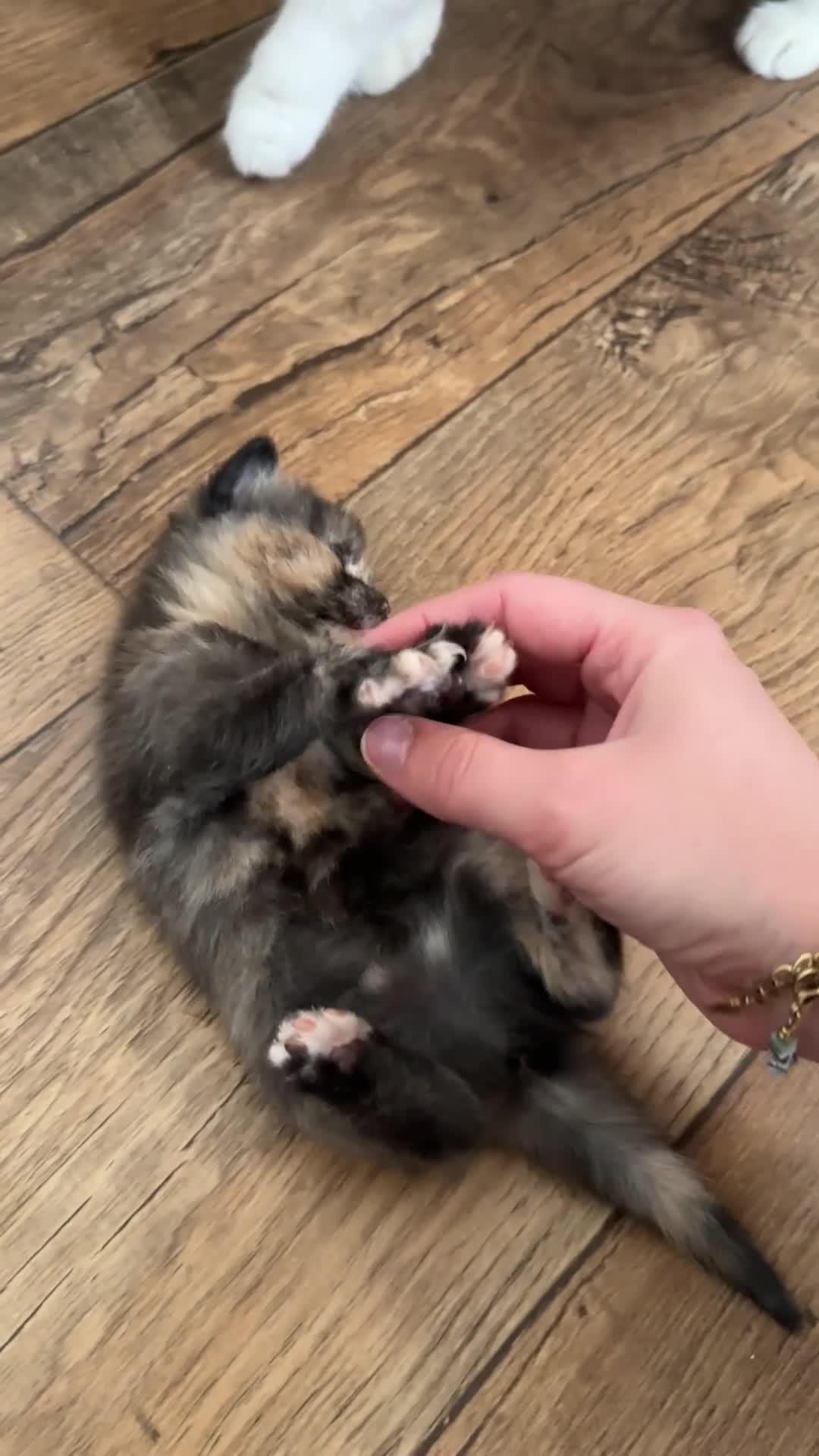 British Shorthair cats for sale: Chunky British Shorthair Kittens - Video 4