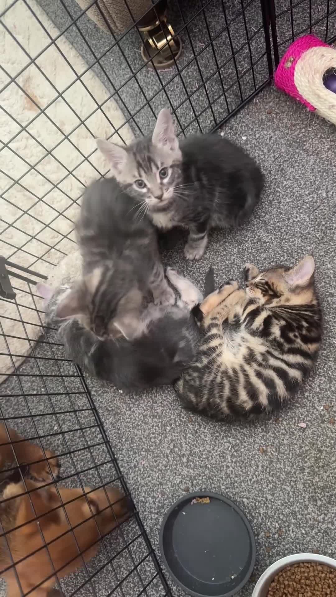 Mixed Breed cats for sale: Bencoon kittens Maine Coon x Bengal  - Video 1