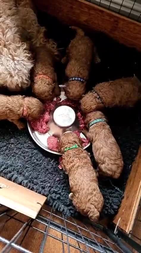 Cavapoo dogs for sale:  F1B cavapoo's Health Tested**Reduced**   in Ilkeston - Video 1