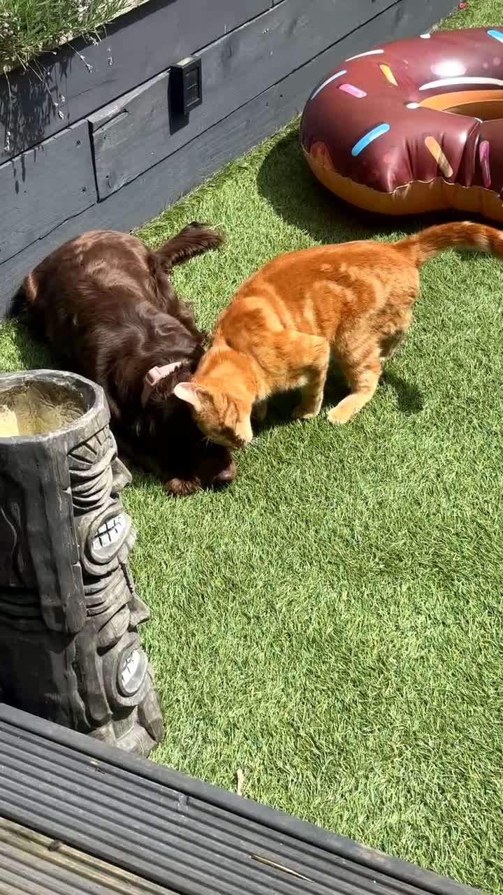 Cocker Spaniel dogs for sale: Bailey  - Video 1