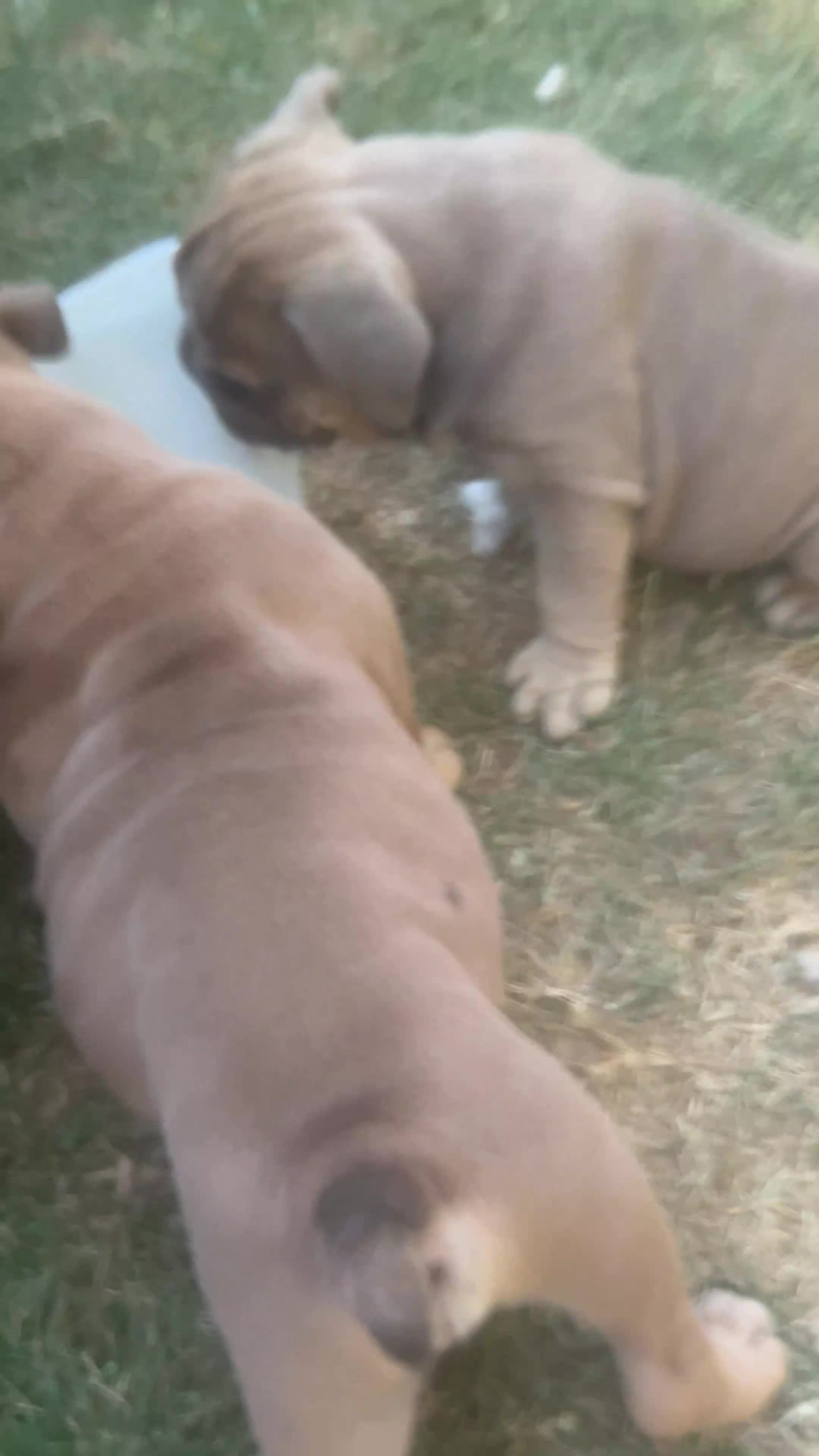 English Bulldog dogs for sale: 2 Beautiful English Bulldog Boys  in Newark - Video 1