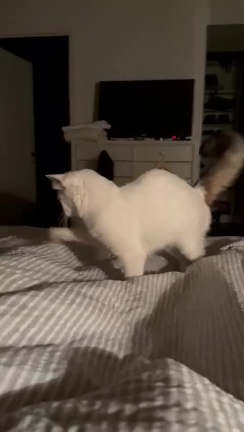 Mixed Breed cats for adoption: ARES BOY - FIONA MIX TURKISH ANGORA GIRL BONDED  - Video 5