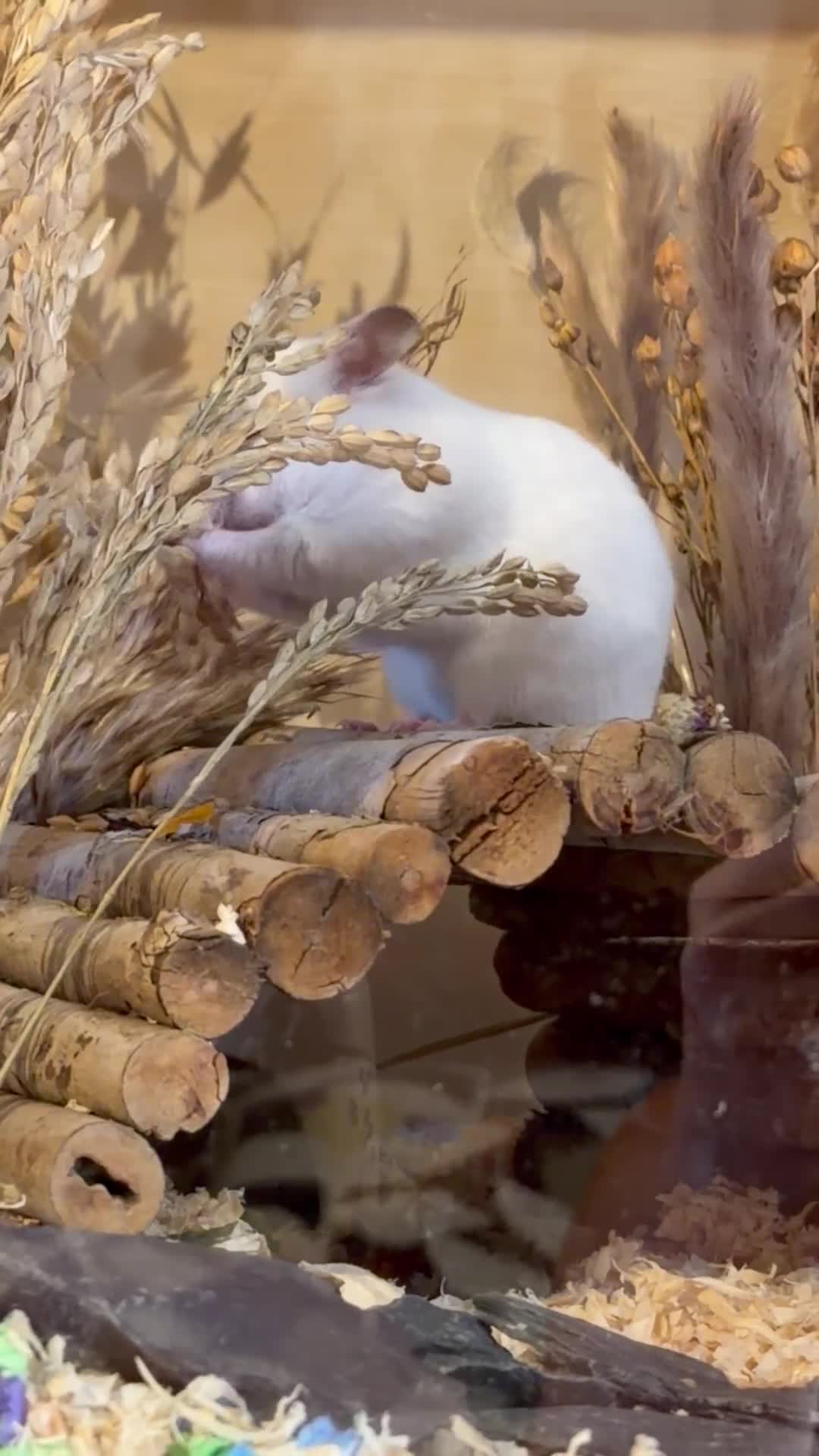 Hamster rodents for sale: Syrian hamster in Billingshurst - Video 1